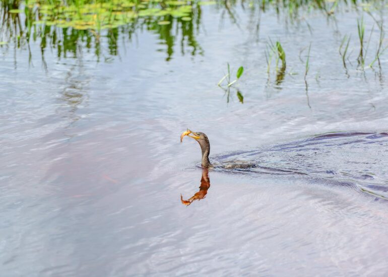 RP-03032014-25824-DxO_DeepPRIME-XD2s_XD-Editar