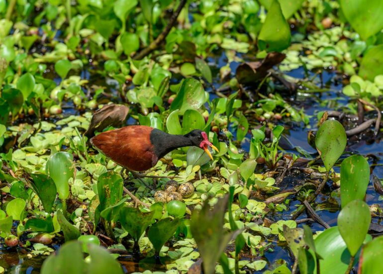 RP-03032014-25824-DxO_DeepPRIME-XD2s_XD-Editar