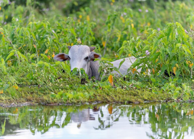 RP-03032014-25824-DxO_DeepPRIME-XD2s_XD-Editar